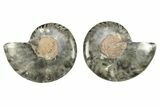 Black, Cut & Polished, Ammonite Fossils - 2 to 2 1/2" Size - Photo 3